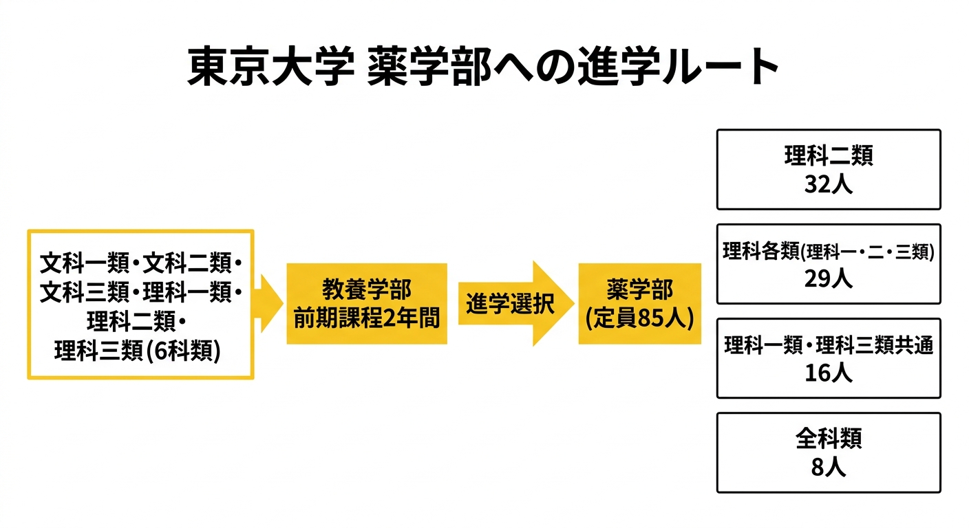 東京大学薬学部への進学ルートの図。文科一類・文科二類・文科三類・理科一類・理科二類・理科三類から教養学部前期課程2年間を経て進学選択を経て薬学部(定員85人)へ進む。内訳は理科二類32人、理科各類29人、理科一類・理科三類共通16人、全科類8人